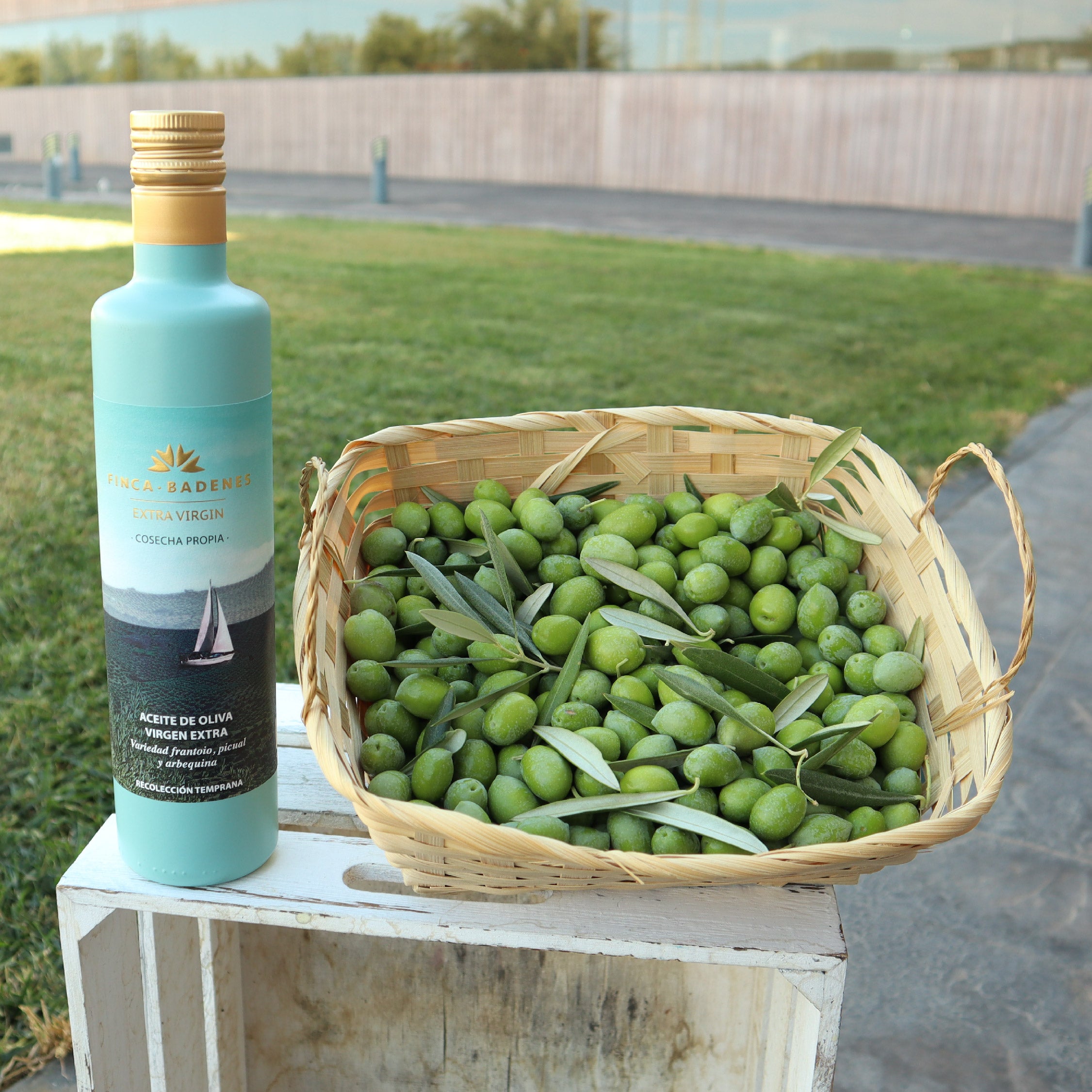 Populiariausių ankstyvųjų alyvuogių (Finca Badenes) – alyvuogių aliejus Beatos.lt